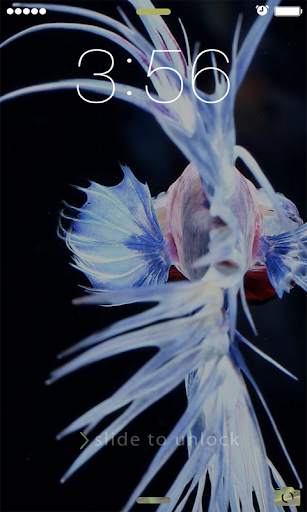 Betta Fish Wallpapers 2021 screenshot 3