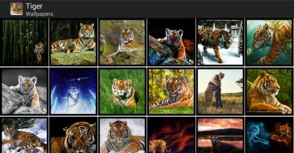 Tigers - HD Wallpapers 7 تصوير الشاشة