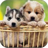Dog Wallpaper 1.0.4