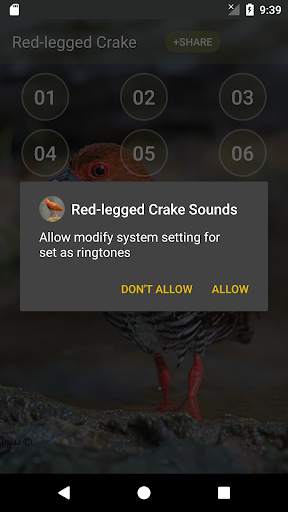 Red-legged crake bird sounds screenshot 3