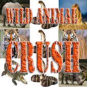 Wild Animal Crush icon