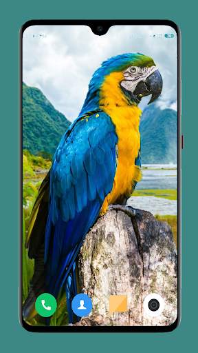 Parrot Wallpapers 4K screenshot 15