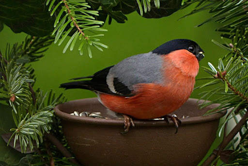 Bullfinch wallpapers screenshot 5
