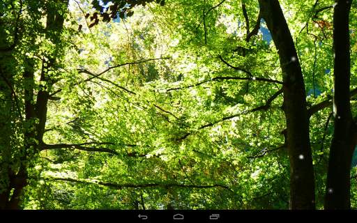 Foresta sfondo screenshot 10