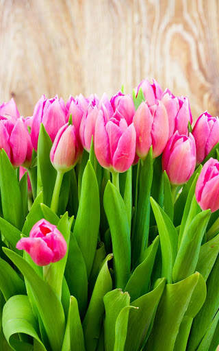Tulips Live Wallpaper screenshot 4