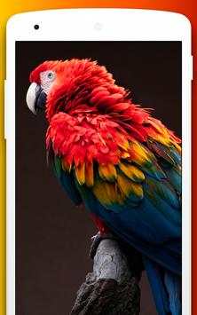 4k Cockatoo Parrot  Bird Live Video Wallpaper screenshot 2