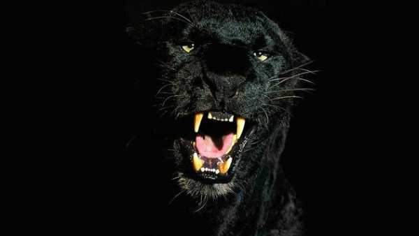 Black Panther Animal wallpaper screenshot 1