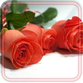 Roses Pink n Red icon