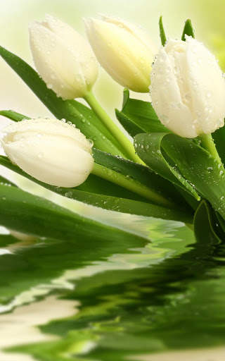 Tulips Live Wallpaper screenshot 2