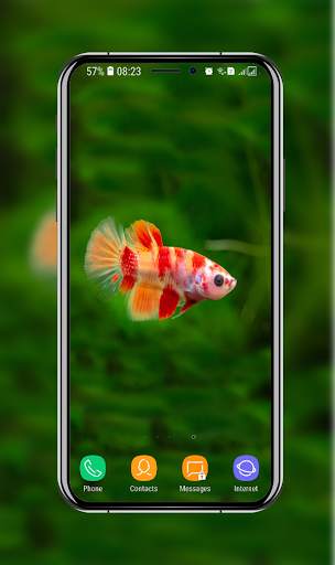 New Betta Fish Wallpaper скриншот 5