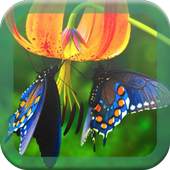 Butterfly Live Wallpaper 1.0