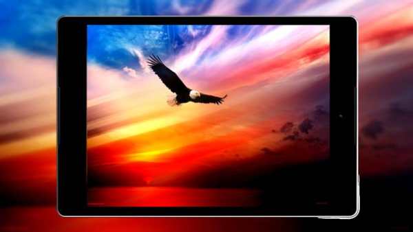 Eagle Wallpaper HD screenshot 10