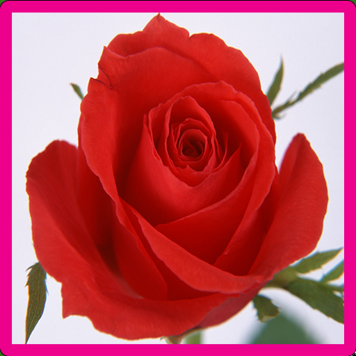 Rose Memory Game icon