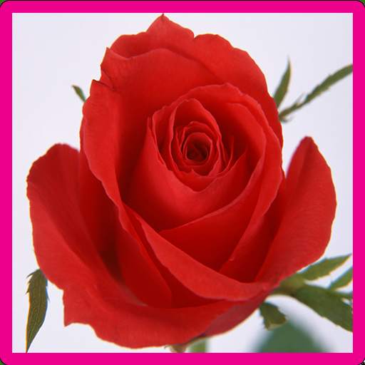 Rose Memory Game 1.0