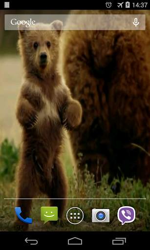 Cute Bear Video Live Wallpaper screenshot 3