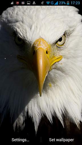Eagle Live Wallpaper screenshot 6