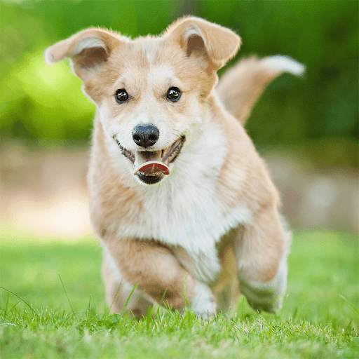 Cute Puppy Jigsaw Puzzles screenshot 6