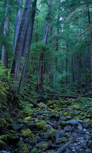 Jungle HD Wallpaper Background скриншот 5