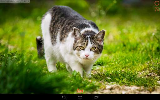 Domestic animals for kids screenshot 9