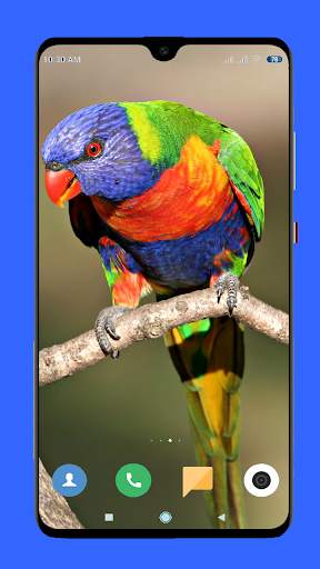 Parrot Wallpaper HD screenshot 15