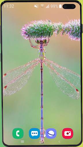 Dragonfly Wallpaper Best HD screenshot 15