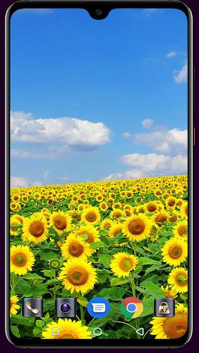 Sunflower Wallpaper 4K Latest स्क्रीनशॉट 11