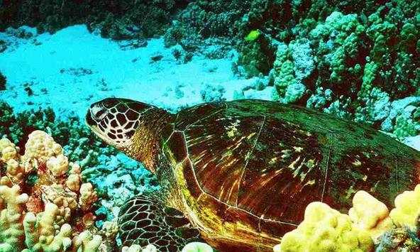 Turtle wallpapers screenshot 1