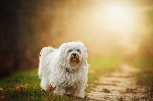 Dog Photo Frames screenshot 2
