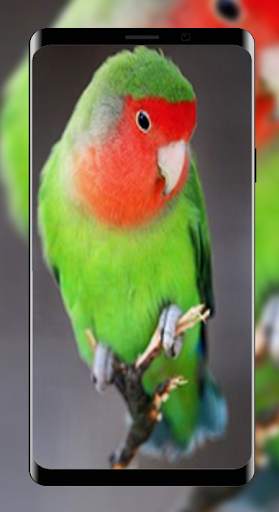 Wallpapers Love Bird Beutiful Best 4K screenshot 4