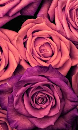 Rose Wallpapers screenshot 4