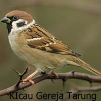 Kicau-Kicau Burung Gereja Tarung