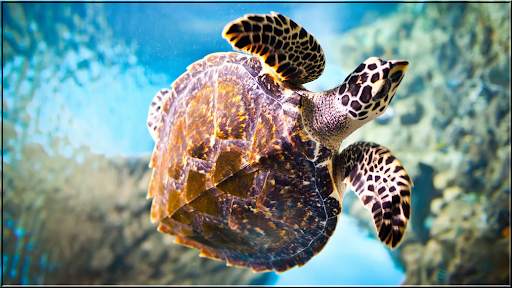 Animals Puzzles Jigsaw Collection screenshot 1