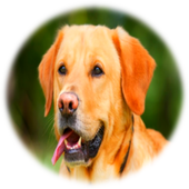 Dog Sounds icon