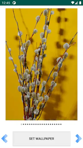 Pussy willow FullHD Wallpapers screenshot 3