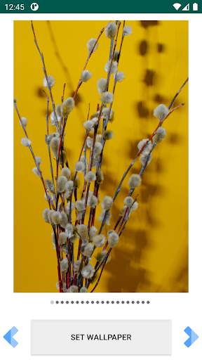 Pussy willow FullHD Wallpapers screenshot 3