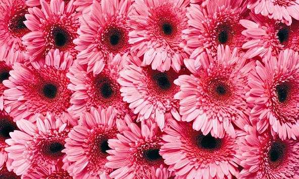 Pink Wallpapers screenshot 2