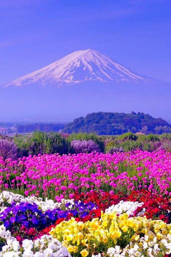Beautiful Spring Wallpaper screenshot 4