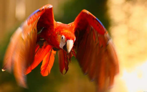 Macaw Bird HD Wallpaper screenshot 4