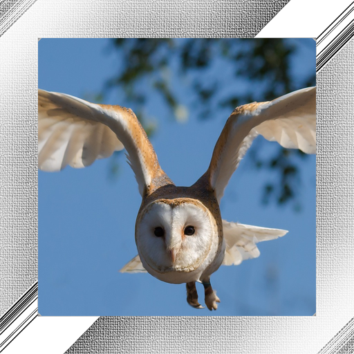 Wildlife Photo Frames icon