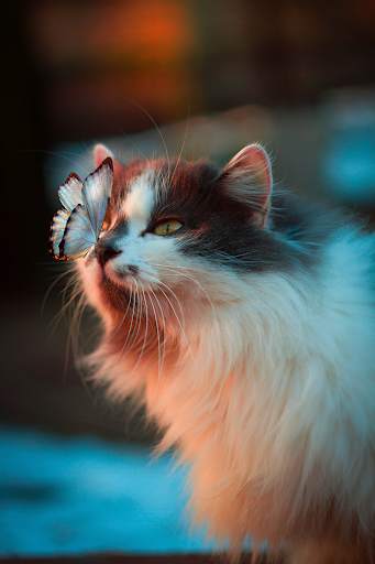 ❤️[FREE] HD Cat Wallpaper -Grumpy Cat -Funny Cat❤️ screenshot 5