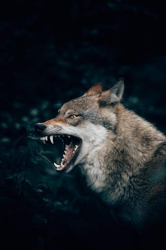 Wolf Wallpaper screenshot 15