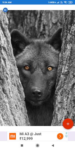 Fox Wallpaper: HD images, Free Pics download screenshot 8