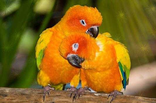 Birds Live Wallpaper स्क्रीनशॉट 7