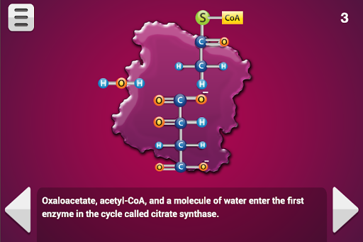 Biology Cellular Respiration скриншот 3