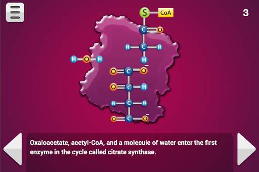 Biology Cellular Respiration screenshot 3