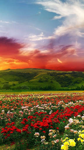 Beautiful Wallpaper 4K screenshot 7