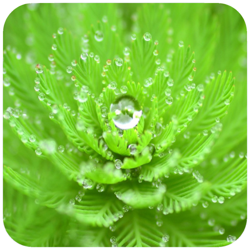 Macro Wallpaper icon