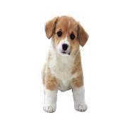 Puppy Crush Saga 1.0