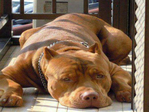 Pitbull Images 5 تصوير الشاشة