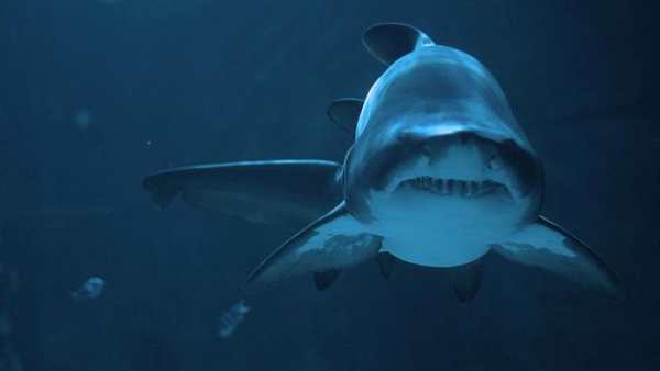 Shark Live Wallpaper screenshot 1